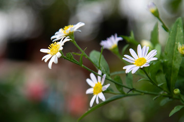 Close up white michaelmas daisy flowers in the garden.