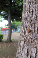 Fototapeta premium 公園の蝉の抜け殻のある楠木