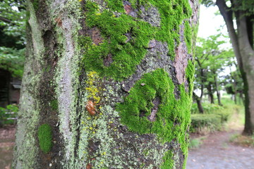 苔の生えた欅のある夏の公園風景