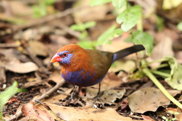 Colorful bird, Masai Mara National Park, Kenya.