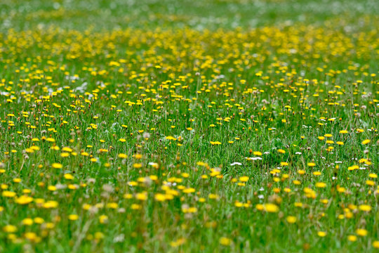 A beautiful natural green meadow full of yellow blooming autumn hawkbit flowers