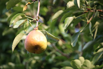 Birne in der Morgensonne