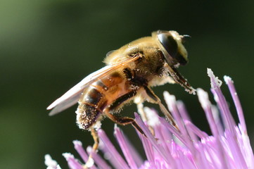 ape su cardo
