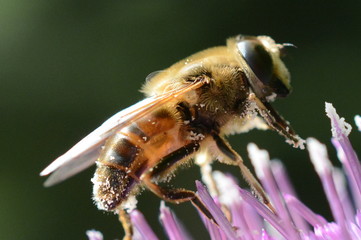 ape su cardo