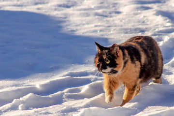 Red-black cat is walking in the snow.