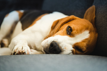 Funny Beagle dog lying on the sofa. Canine background