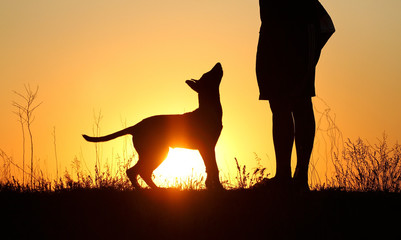 Puppy silhouette on sunset background, Belgian Shepherd Dog Malinois, beautiful and cute puppy, silhouette, sunset background