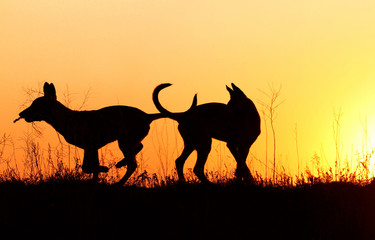 Fototapeta na wymiar Silhouettes of puppies at sunset, three puppies, Belgian Shepherd Dog Malinois puppies, many dogs, sunset background