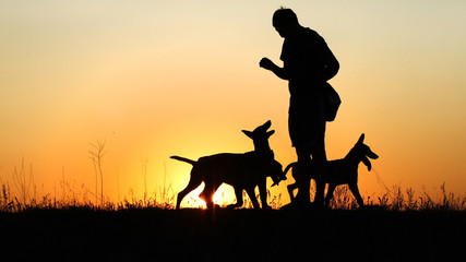 Obraz na płótnie Canvas Silhouettes of puppies at sunset, three puppies, Belgian Shepherd Dog Malinois puppies, many dogs, sunset background
