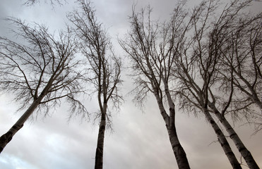 dry poplar tree on a winter day