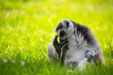 Lemuren Katta in der Denker Position