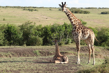 Giraffe mom with her calf, Masai Mara National Park, Kenya.