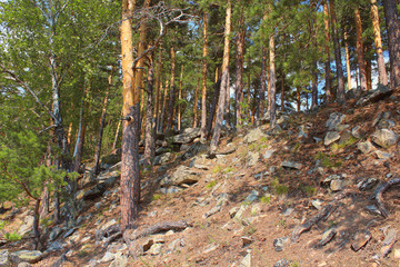 Beautiful pine trees on the slope. Background. Landscape.