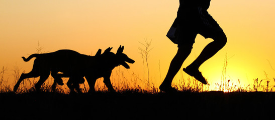 Silhouettes of puppies running against a sunset, three puppies, Belgian Shepherd Dog Malinois