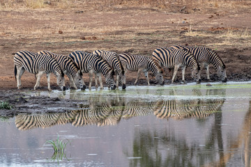 zebra group drinking at the pool in kruger park south africa