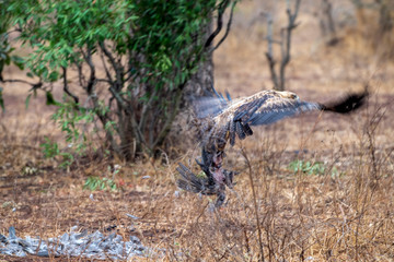 eagle catching a bird in kruger park south africa