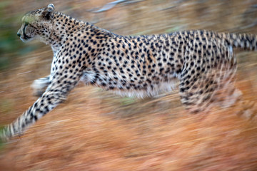 cheetah running in kruger park south africa