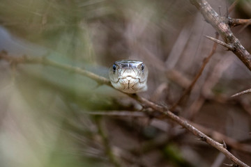 Black mamba snake south africa close up