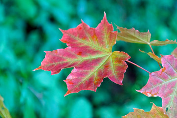 Fototapeta premium Horizontal picture, at the forest under the tree. the first red autumn leaf in the end of Summer. background picture. abstract