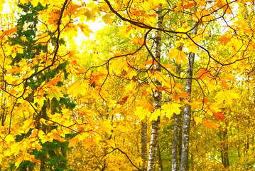 Trees are covered with yellow-orange leaves in autumn. Kostroma, Russia.