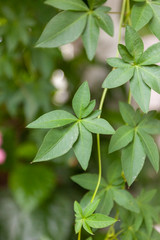 green leaves of a tree