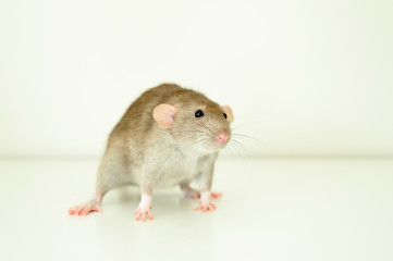Fototapeta na wymiar cute rat on white background