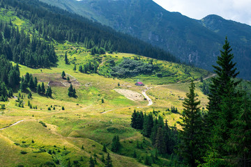 yellow mountain glade in the foot hills surrounded with green forest, sheeps on the glade