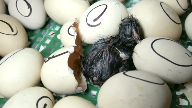 The chicken in the egg moves trying to break through the shell. Newborn chickens in a special agricultural incubator. Chicken hatching from egg at a farm