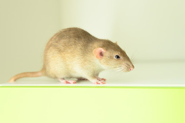 cute rat on white background