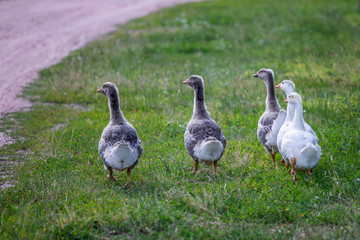 group of geese 