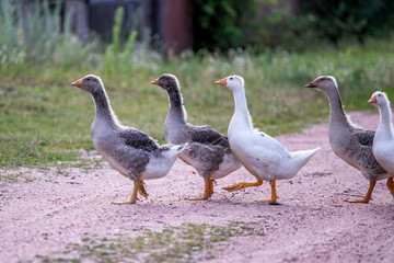 group of geese