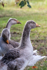 goose on grass