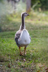 goose on grass