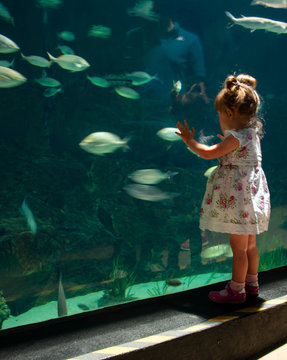 Toddler girl wearing a dress watching fishes swiming in a big acquarium
