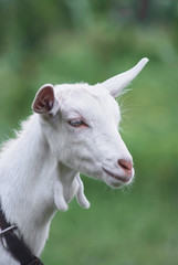 Fototapeta premium portrait of white adult goat grassing on summer meadow field at village countryside
