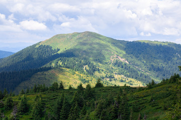 Naklejka na ściany i meble yellow mountain ridge surrounded with green forest
