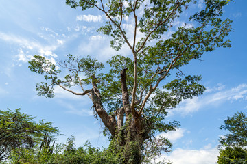 Camino Real, Barichara
