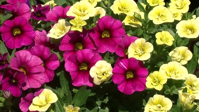 Gelbe und pinke Million-Bells (Zaubergl&ouml;ckchen, Calibrachoa) schaukeln im Wind
