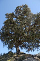 Holm oak tree, Quercus ilex, Spain