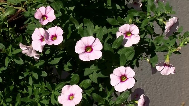 Hellrosa Million-Bells (Zaubergl&ouml;ckchen, Calibrachoa) schaukeln im Wind