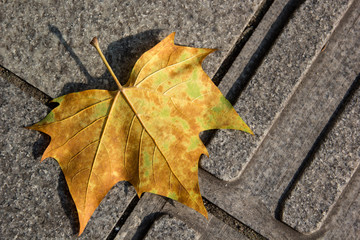 yellow Marple leaf on a grey concrete ground