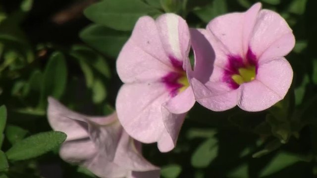 Rosa Million-Bells (Zaubergl&ouml;ckchen, Calibrachoa) schaukeln im Wind