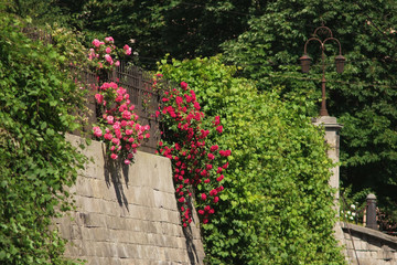 Fototapeta na wymiar Beautiful view of the stone fence in flowers