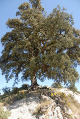 Holm oak tree, Quercus ilex, Spain
