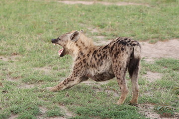 Spotted hyena stretching, Masai Mara National Park, Kenya.