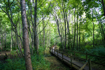 Wooden path across Beauvoir's natural park, near Briare (France), where green trees let a wooden platform lead us across the wood, with no one around, peacefully.