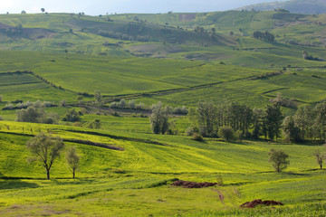 Obraz premium Rural landscape with wheat field.