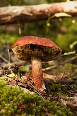 Old mushroom in the forest. Close up.