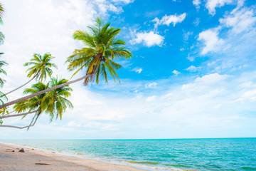 Naklejka na ściany i meble Coconut trees by the beach.