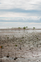 Mangroves planted along shore of Fiji
